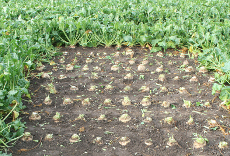 Sugar-beet-field-emergence
