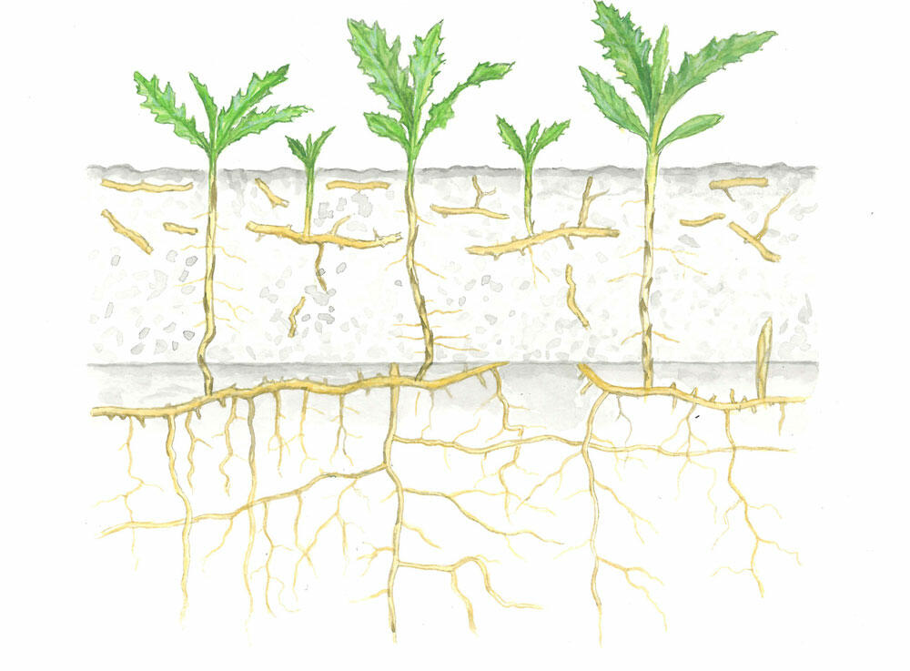 Åkerdylle-og-Åkertistel-fra
